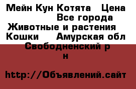 Мейн Кун Котята › Цена ­ 15 000 - Все города Животные и растения » Кошки   . Амурская обл.,Свободненский р-н